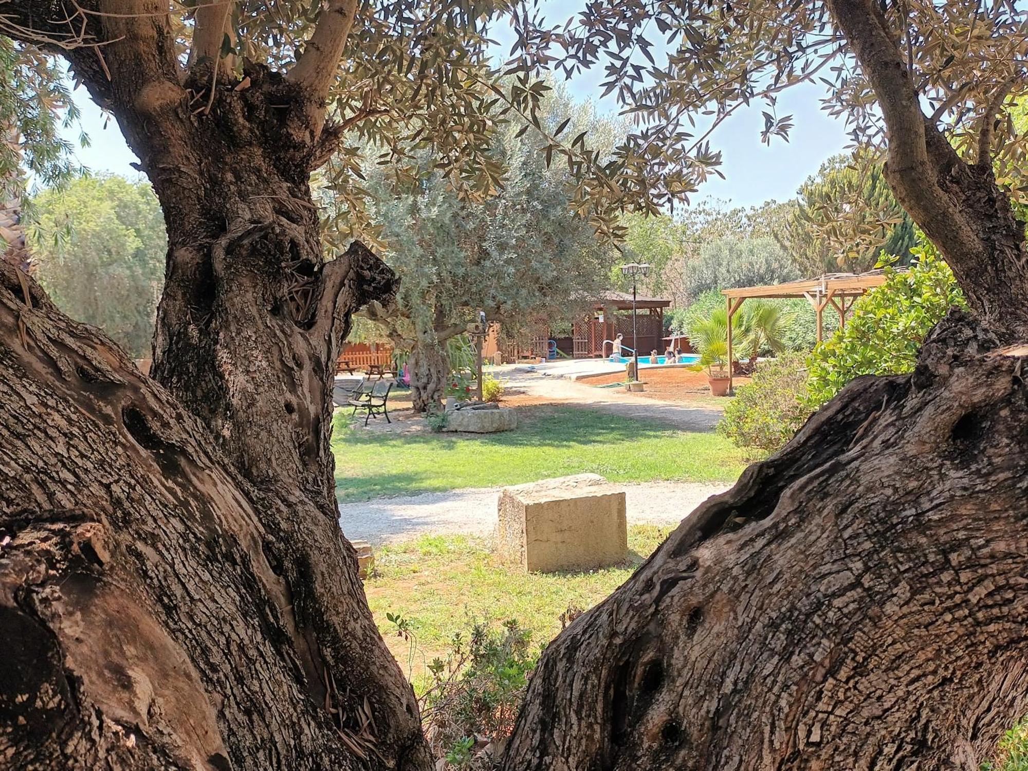 Entre Viejos Olivos Villa Benicolet Bagian luar foto