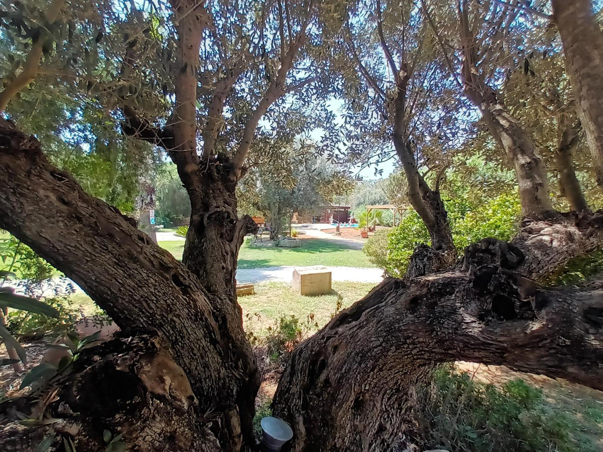 Entre Viejos Olivos Villa Benicolet Bagian luar foto